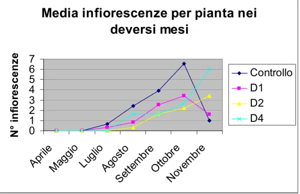 Fig. 24:  Numero medio di infiorescenze per pianta nei diversi mesi 