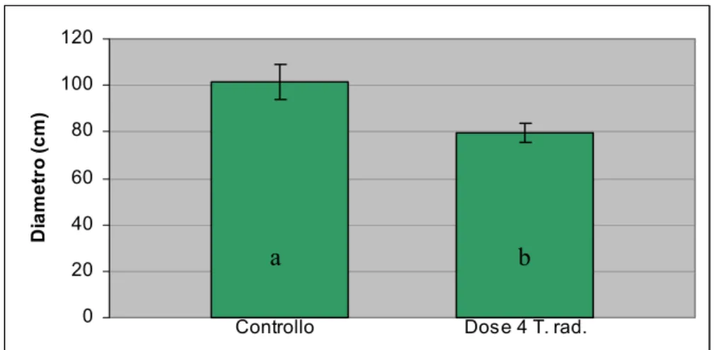 Fig. 27:  Diametro della chioma dopo quattro mesi dal trattamento con 4 ml/l di Topflor per  via radicale  (lettere diverse indicano differenze significative per p&lt;0.05 LSD test; 