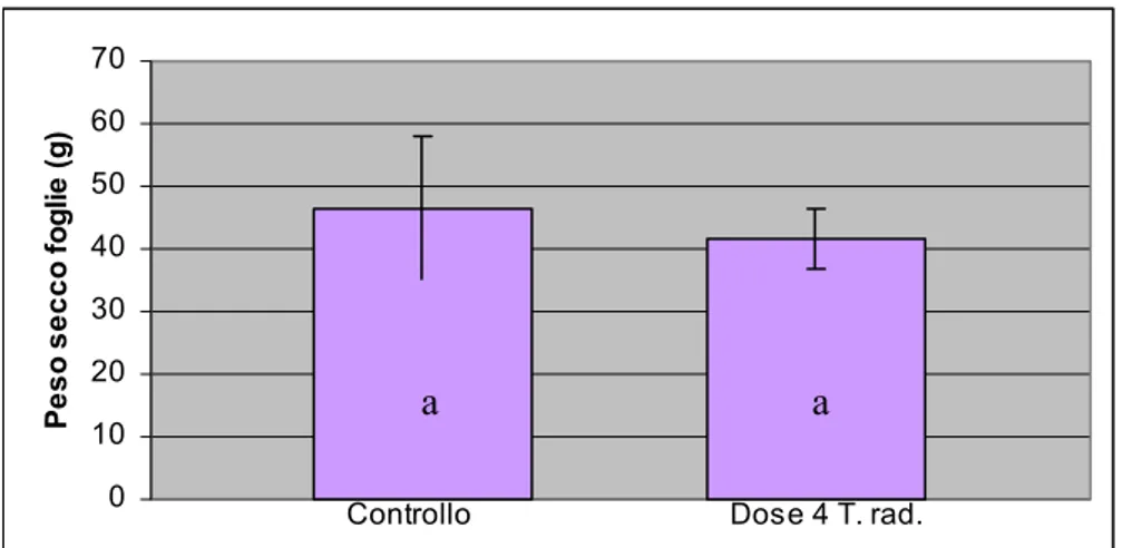 Fig. 28:  Peso secco delle foglie dopo quattro mesi dal trattamento con 4 ml/l di Topflor per  via radicale  (lettere diverse indicano differenze significative per p&lt;0.05 LSD test;  