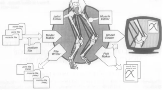Figura 2.1 Il  Software di modellazione muscolo-scheletrica (SIMM) (Delp e Loan 95) 