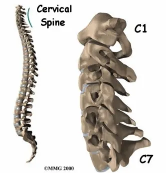 Figura 3.1:  La colonna vertebrale (a sinistra) e quella cervicale (a destra) 