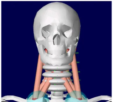 Figura 3. 11: Muscoli del collo (vista frontale) 