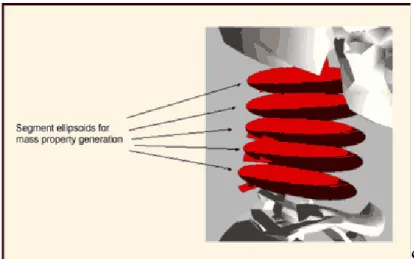 Figura 3. 13: Rappresentazione delle vertebre cervicali come elementi separati 