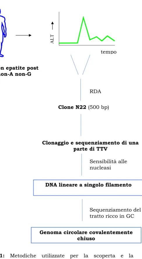 Figura I.1: Metodiche utilizzate per la scoperta e la  caratterizzazione del virus (tratta e modificata da Bendinelli et  al., 2001)