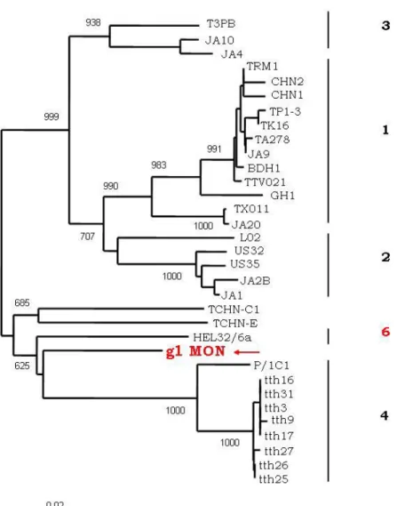 Figura III.2: Albero filogenetico costruito per il genogruppo 1 di  TTV. 