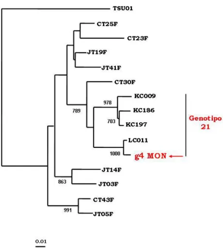 Figura III.4: Albero filogenetico costruito per il genogruppo 4 di  TTV. 