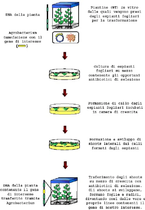Figura 4.  Schema di trasformazione tramite Agrobacterium tumefaciens e descrizione dei relativi passaggi.