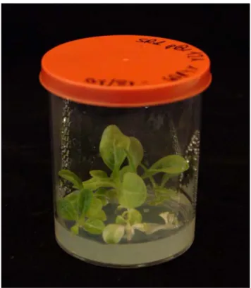 Figura 8. Linee singole in vitro ottenute da shoots di Nicotiana tabacum var. Kentucky su mezzo  MS/2 con antibiotici kanamicina, vancomicina e cefotaxime e l’ormone IBA