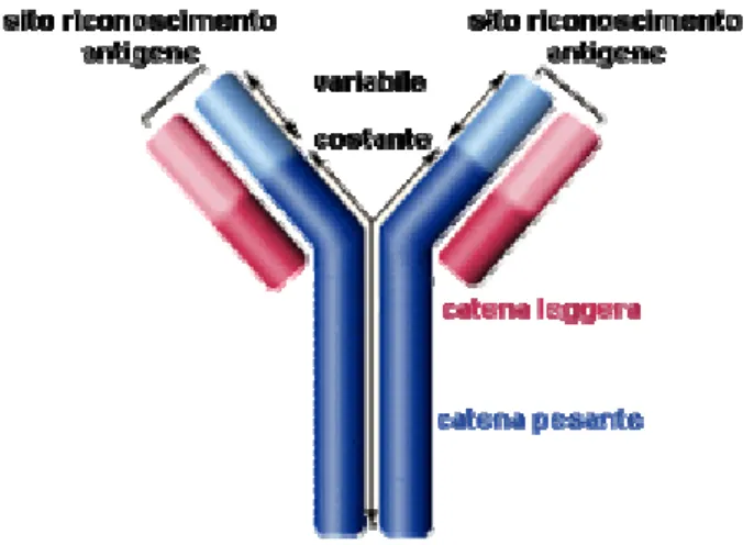 Figura 1. Struttura ad Y degli anticorpi mostrante le due catene leggere e le due catene pesanti  divise nelle sue regioni costanti e variabili; al termine di quest’ultime è possibile notare i siti di 