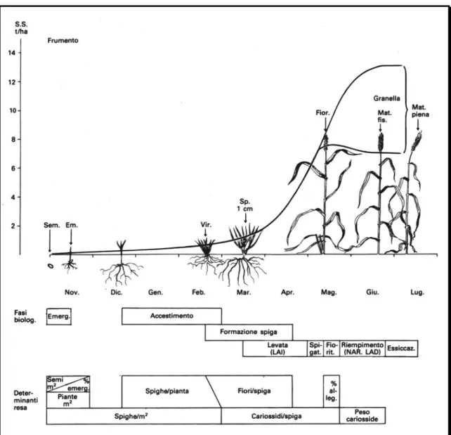 Fig. 1: Schema del ciclo biologico del frumento e determinismo della produzione
