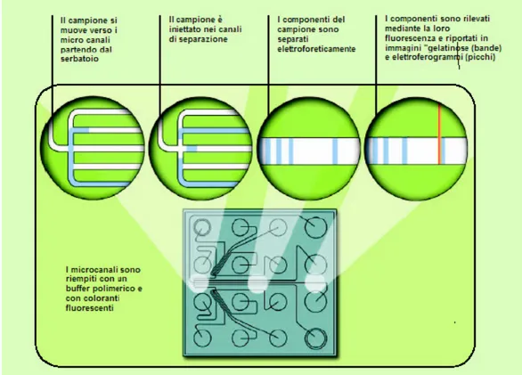 Figura 2.8 Geometria per l’analisi del DNA. 