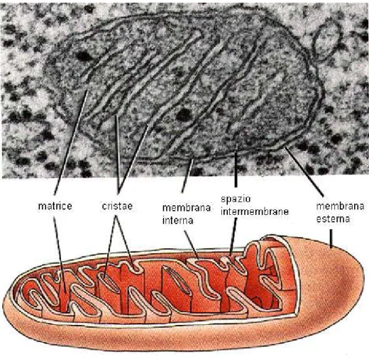 Figura 1: il mitocondrio 