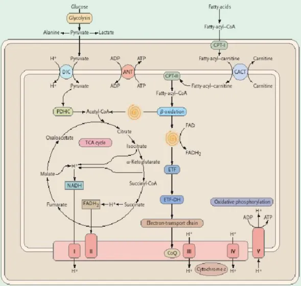 Figura 2: processi metabolici mitocondriali 