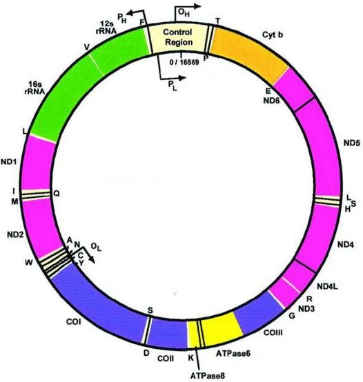 Figura 3: il DNA mitocondriale 