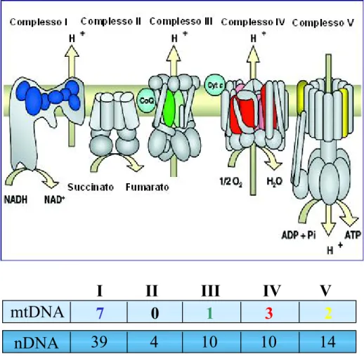 Figura 4: la catena respiratoria  39          4          10          10          14  nDNA  mtDNA     I          II          III          IV         V 7           0           1            3             2 