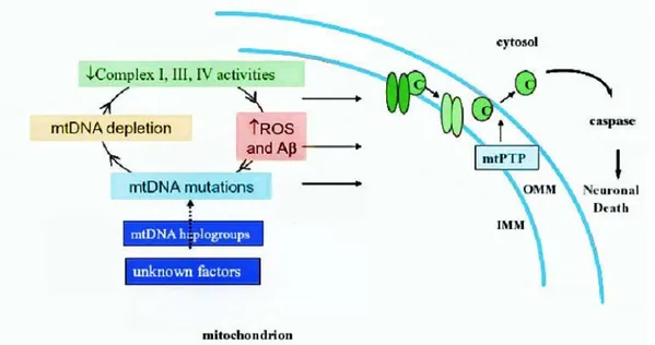 Figura 6: ipotesi della cascata mitocondriale nella patogenesi della  malattia di Alzheimer 