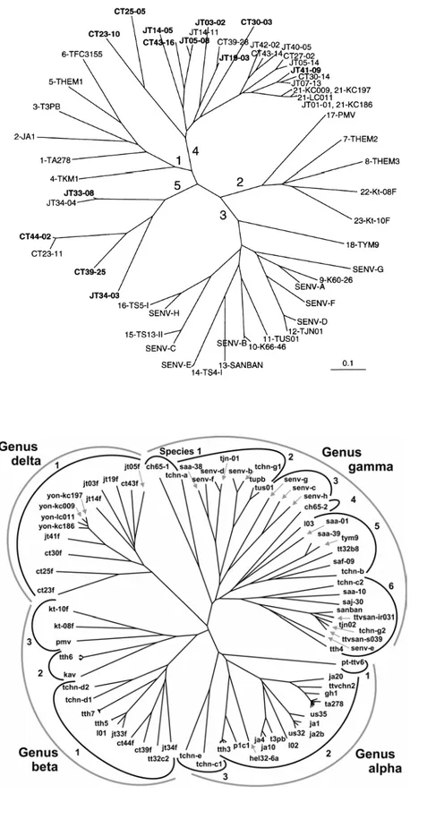Figura I.1. Relazioni filogenetiche tra i vari isolati di TTV. In (A) i 