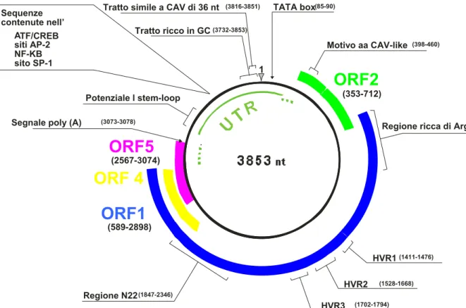 Figura I.4: Organizzazione genomica di TTV. Le posizioni si 