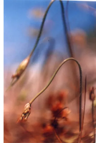 Fig. 9: Allium ionicum from Kefalonia;  inflorescence in bud. 