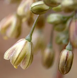 Fig. 12. Allium paniculatum L.;  inflorescence and particular of the  single flowers. 