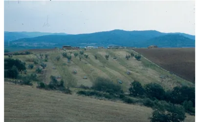 Fig. 6.1) Visione panoramica di un recinto per l’allevamento semi- semi-naturale della lepre 
