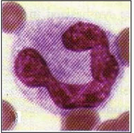 Figura 6. 7: Neutrofilo 