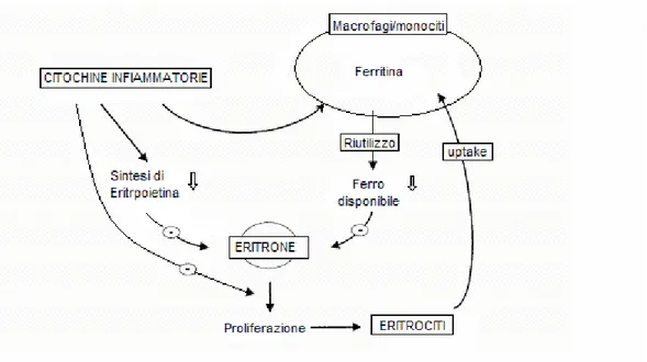 Figura 7.1: Patogenesi dell’anemia da malattia cronica  (modificata da Oldemburg et  al., 2001)