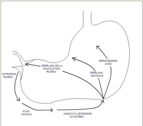 Figura 2.1 Rappresentazione schematica degli effetti sullo stomaco di 