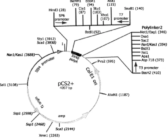 Figura 1: Plasmide pCS2+ 