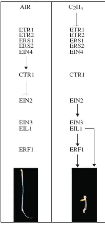 Figura   1.2.4   ­  Via   per   la  transduzione   del   segnale  dell'etilene   basato   su   analisi  genetica