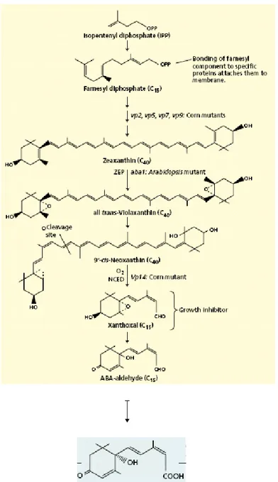 Figura 1.2.7 – Biosintesi dell'ABA. Nelle piante  l'ABA è sintetizzato via pathway dei terpenoidi.