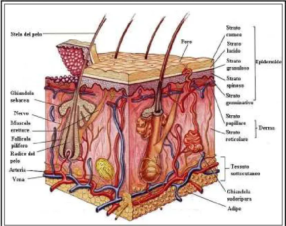 Figura 1.1.1.1: Struttura della pelle 
