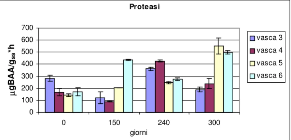 Figura 17 Andamento dell’attività proteasica totale durante la sperimentazione. 