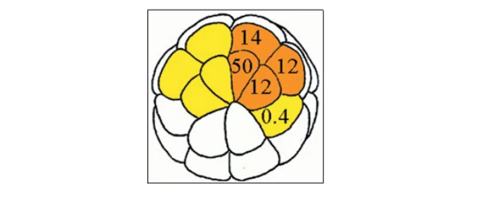 Fig.   1.8   –   Embrione   di  Xenopus  allo   stadio   di   trentadue   cellule.  Il   numero   presente   in   ciascun 