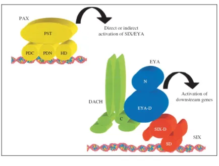 Fig. 1.10 – Interazioni molecolari nell'occhio di Drosophila. Ey (PAX) induce l'espressione di eya e so 