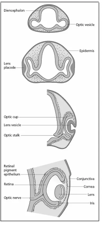 Fig.   1.3   –   Fasi   successive   dello   sviluppo   dell'occhio  (Slack,   Essential   Developmental   Biology-