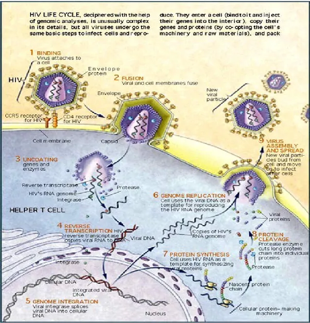 Fig 1.3 Ciclo replicativo di HIV  