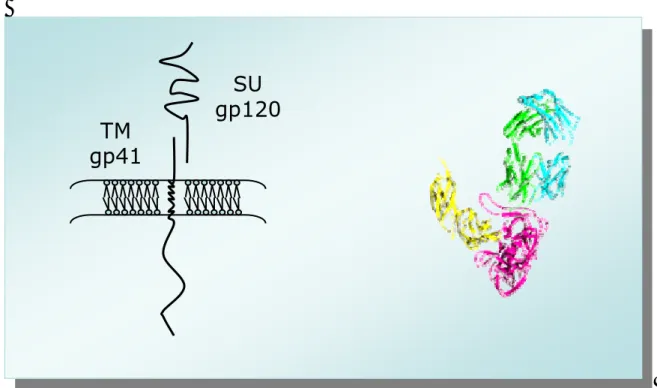 Fig 1.4: Proteine dell’envelope di HIV 