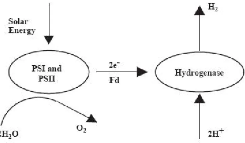 Fig. 1.11: Schema del processo di bio-fotolisi 
