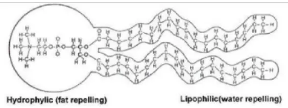 Figure 2. The structure of an amphiphilic molecule