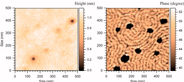 Fig. 23 – Topography (left) and phase (right) images of a block copolymer. Phase  separation is especially clear in the phase map: brighter and darker areas represent 