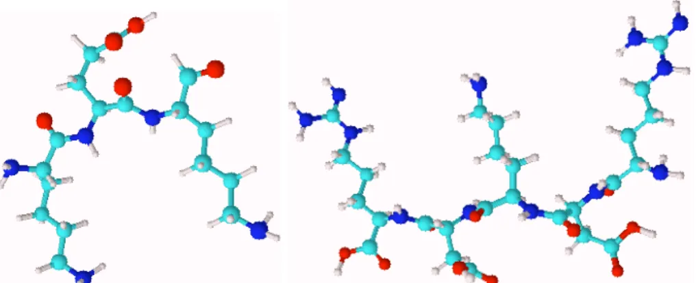 Fig. 33 – 3D schematic representation of the tripeptide H–KEK–NH 2  (left) and the 