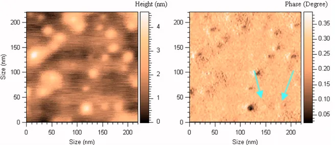 Fig. 34 – AFM topography (left) and phase (right) maps (220x220 nm) of 9.7 mM  tripeptide solution evaporated on mica