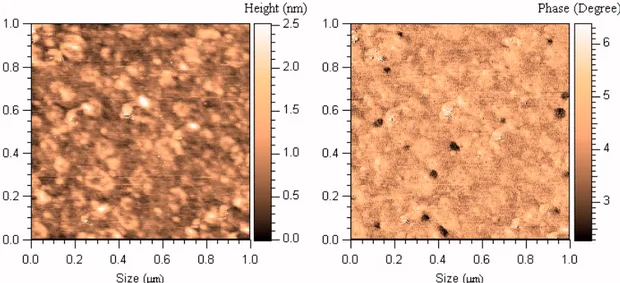 Fig. 35 – AFM topography (left) and phase (right) maps (1.0x1.0 μm) of 37 mM  tripeptide PBS solution evaporated on mica