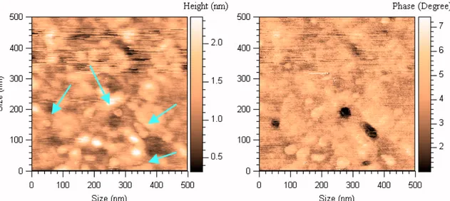 Fig. 37 – AFM topography (left) and phase (right) maps (330x330 nm) of 37 mM  tripeptide PBS solution evaporated on mica