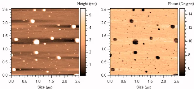 Fig. 39 – AFM topography (left) and phase (right) maps (2.5 x 2.5 μm) of 118 mM  tripeptide water solution evaporated on mica