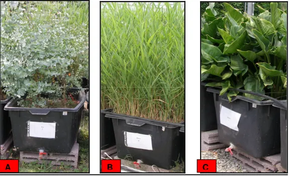 Foto  2.4:  Impianto  SFS-v  sperimentale  a  regime  (A:  Eucalyptus  gunnii;  B: 