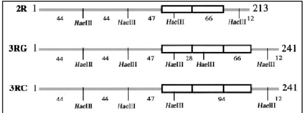 Fig. 8. Siti riconosciuti dall’enzima HaeIII e lunghezza dei frammenti di restrizione 