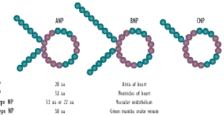 Figura E      La Famiglia dei Peptidi Natriuretici 