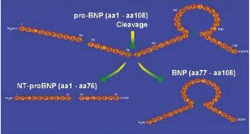 Figura F         Taglio Proteolitico del pro-BNP 